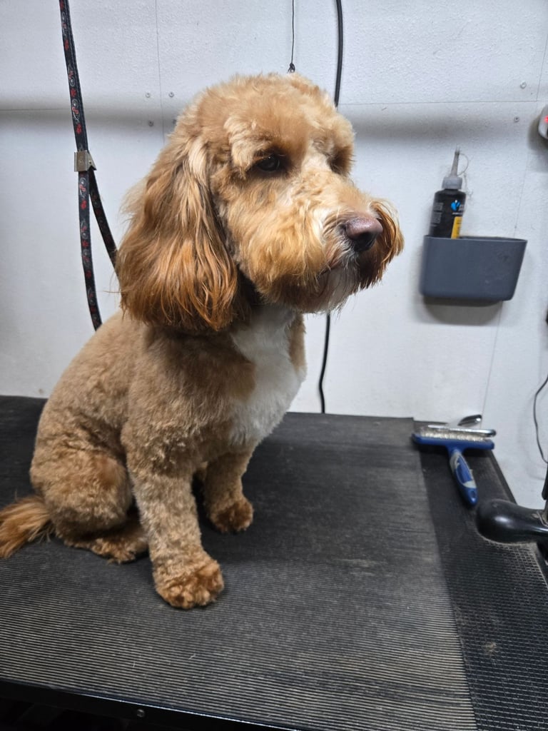 Gorgeous F1 Cockapoo Puppies