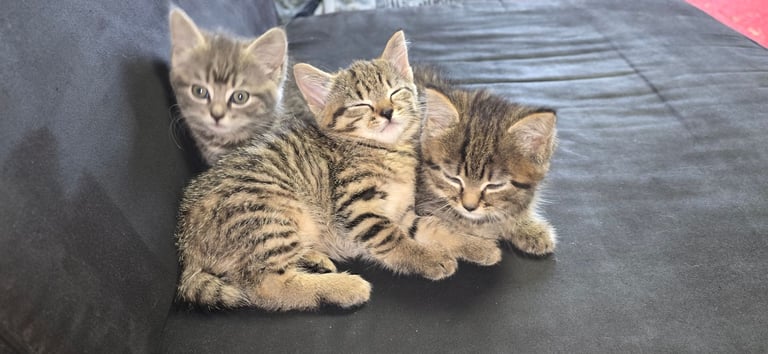 Kittens
