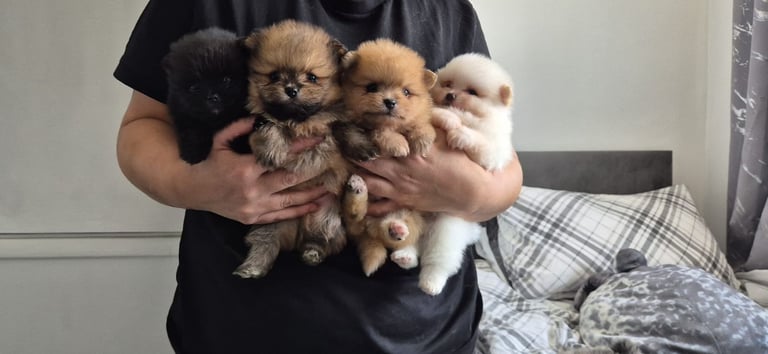 Pomeranian teddy face Female 