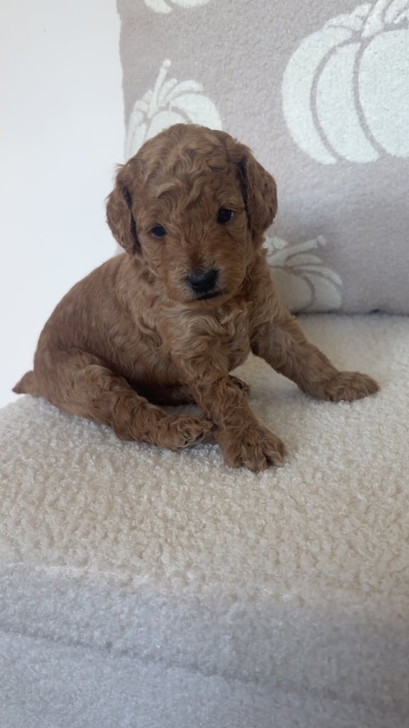 Beautiful f1b cockapoo puppies 