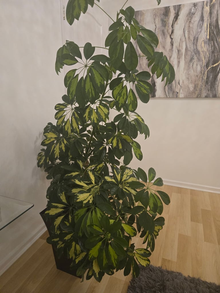 image for umbrella plant