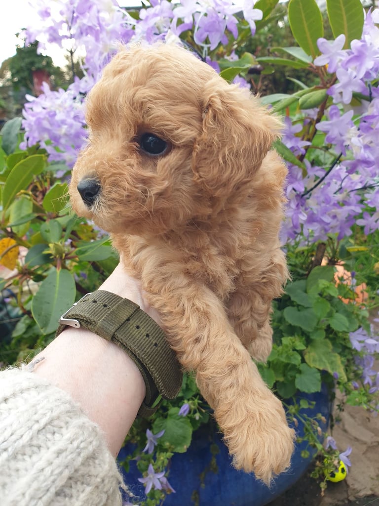 Maltipoo puppies 