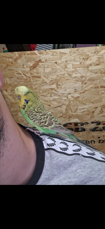 Hand Tame Budgies 