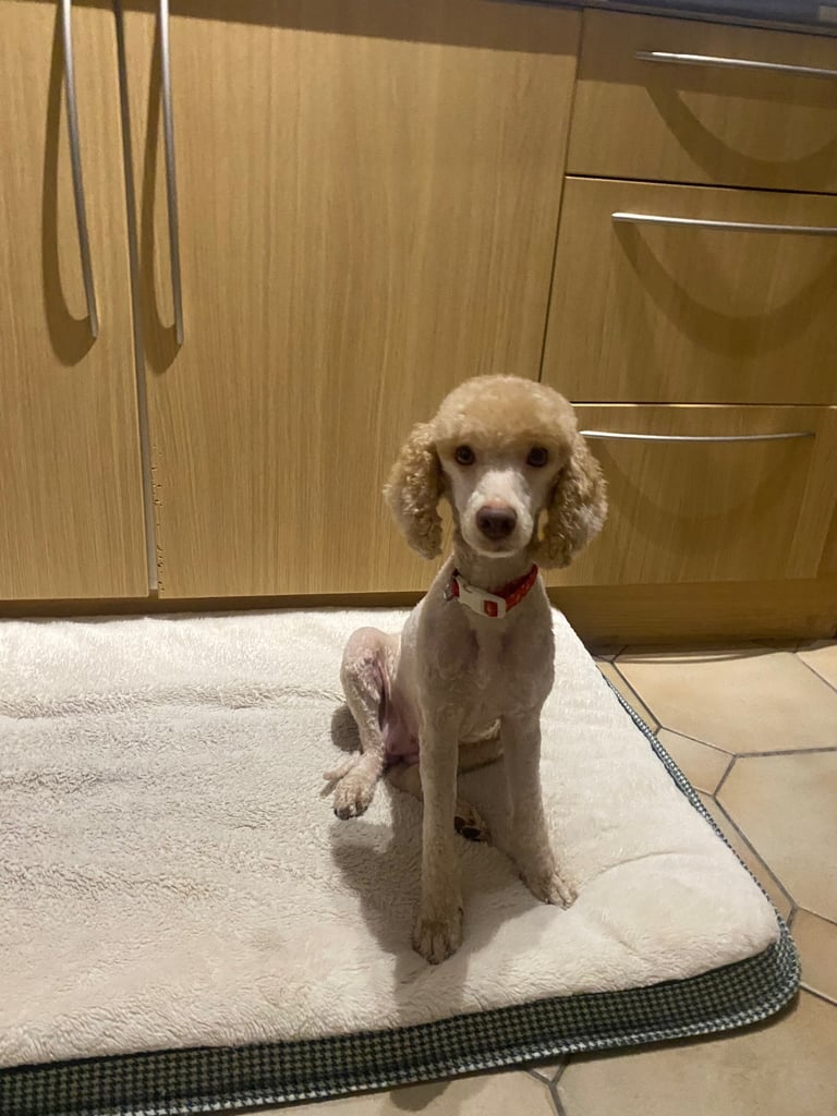 2 Gorgeous Maltipoo puppies ready now 💙🐶