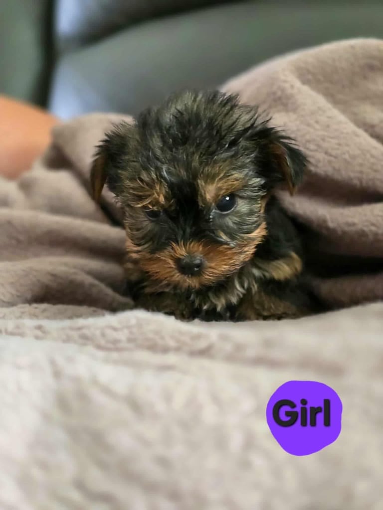 Yorkshire terrier pups 