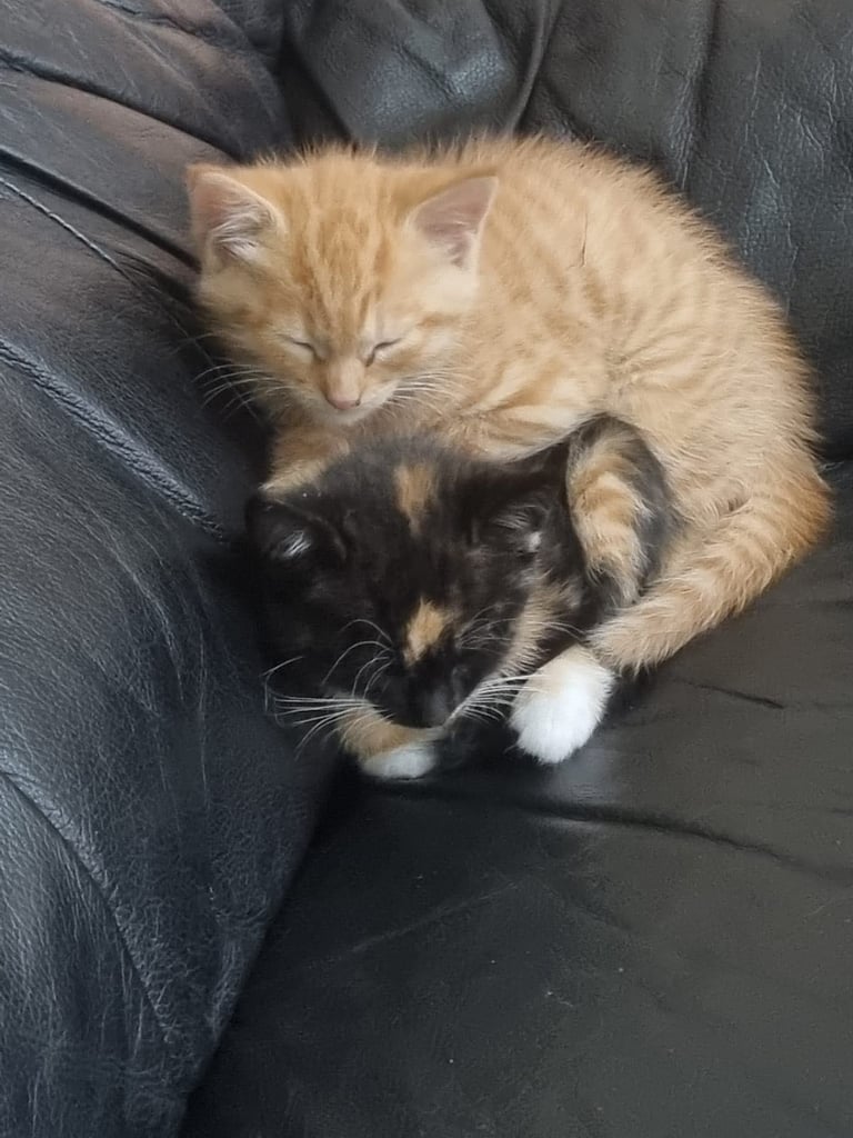 image for 4 kittens for sale