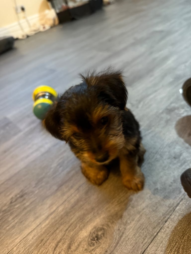  Full Breed Yorkshire Terrier Boy – 8 Weeks Old 