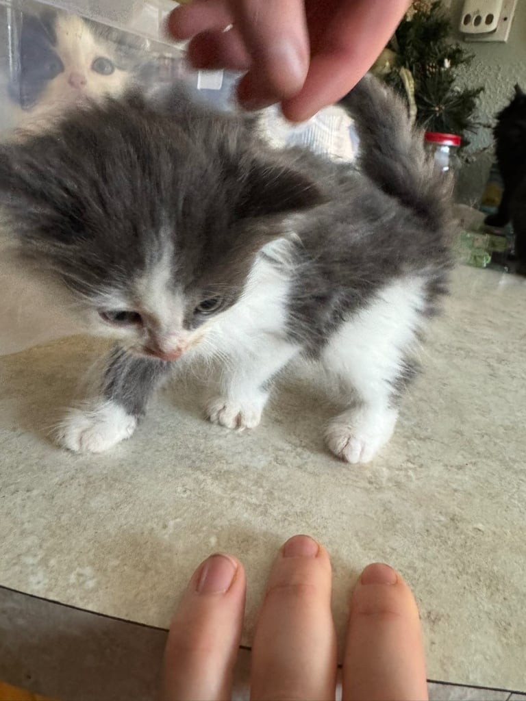 5 kittens ready for forever homes 