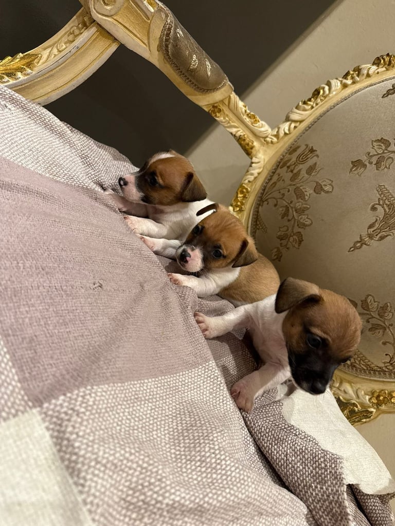 Jack Russell puppies