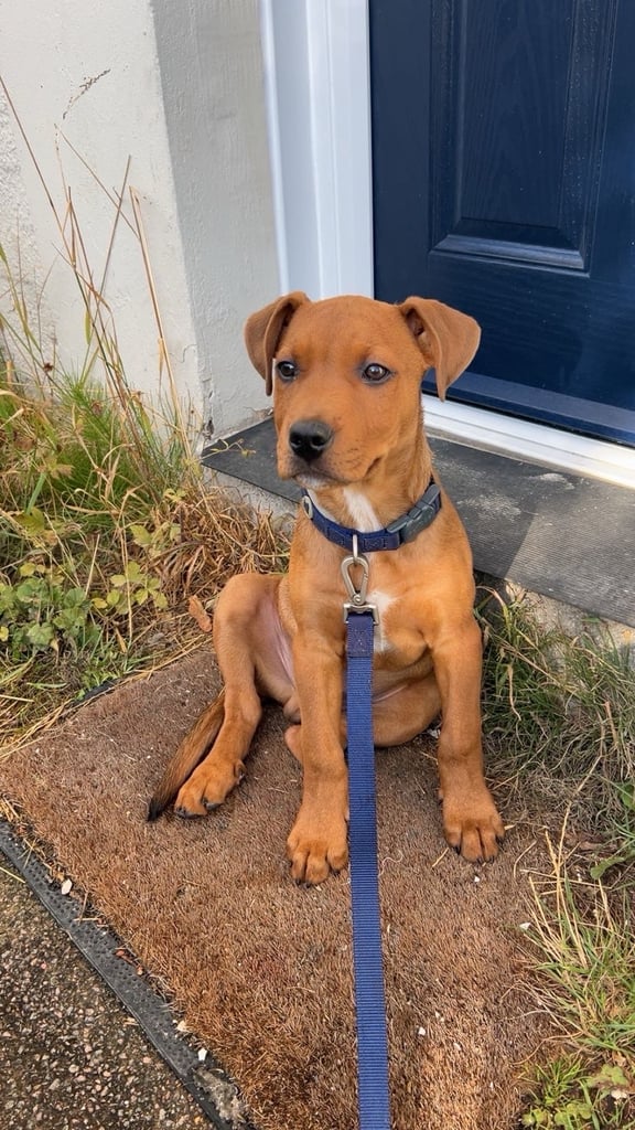 Pup for sale (urgent)