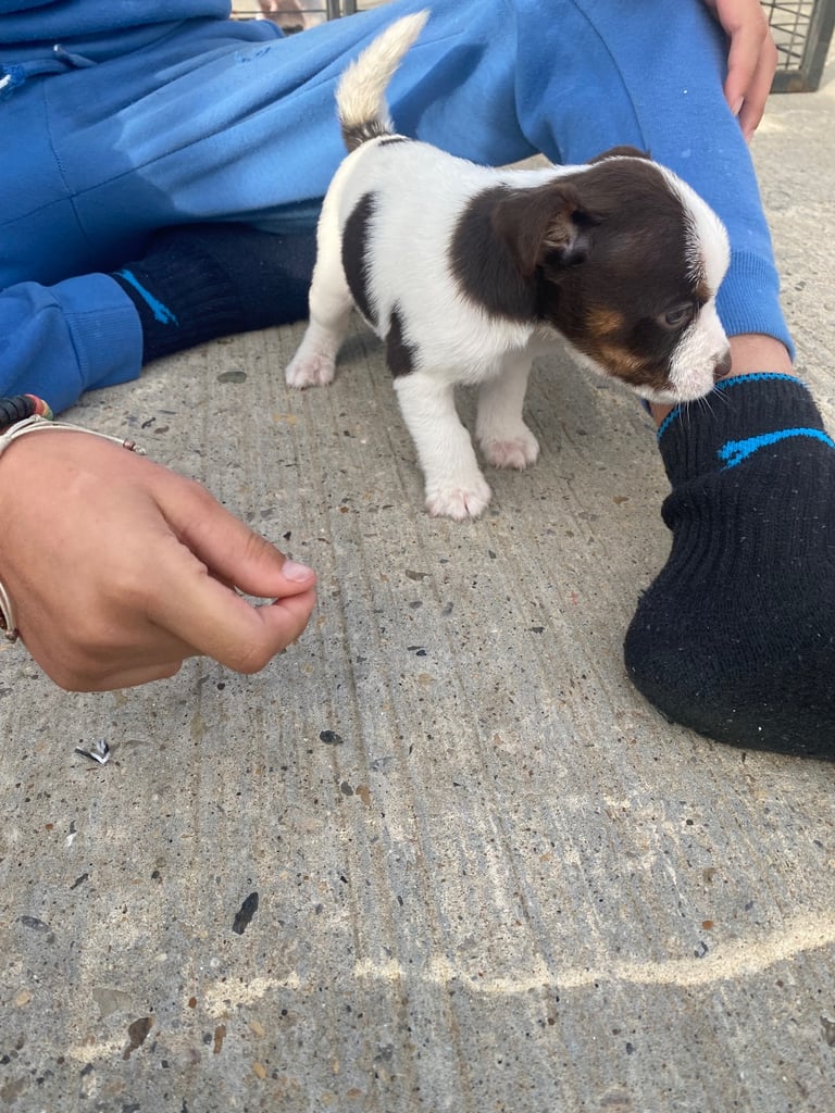 Jack Russell puppies 