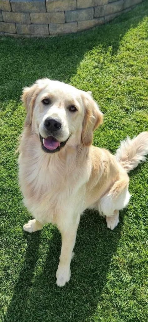 Golden Retriever puppies for sale 