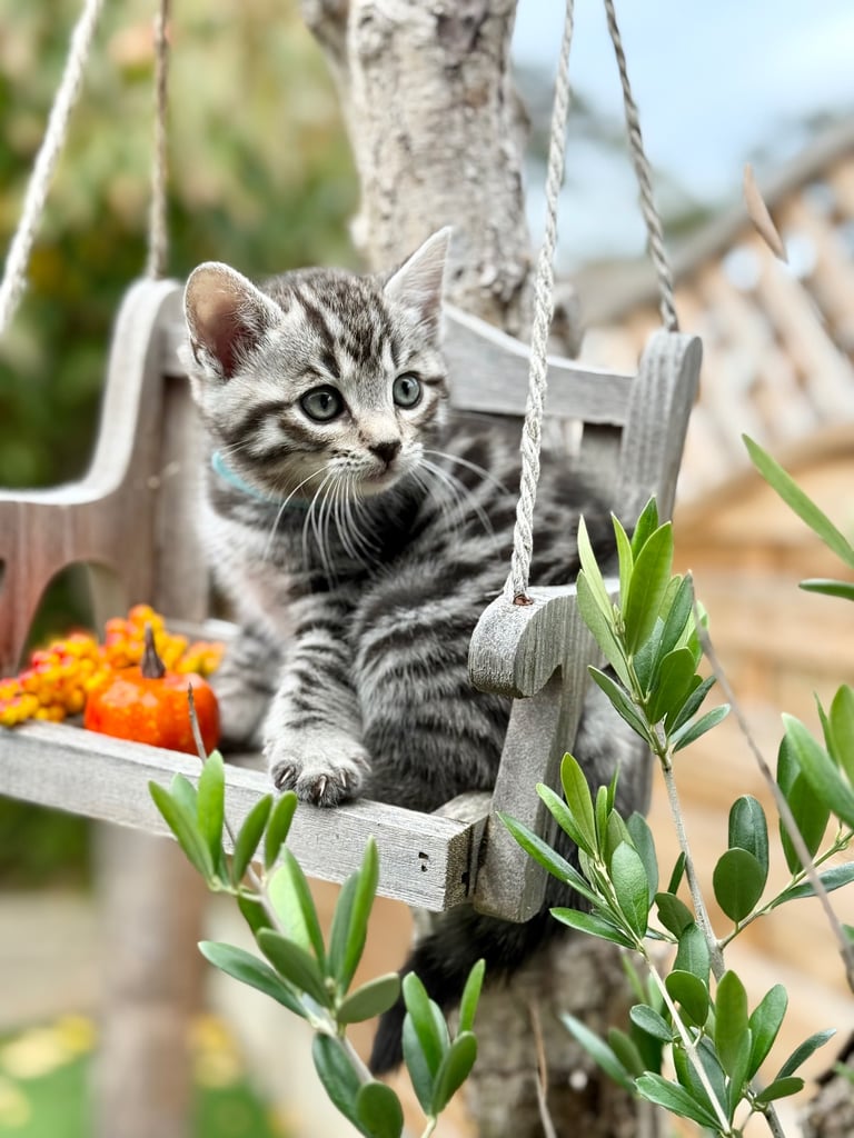 Beautiful Bengal Kittens 