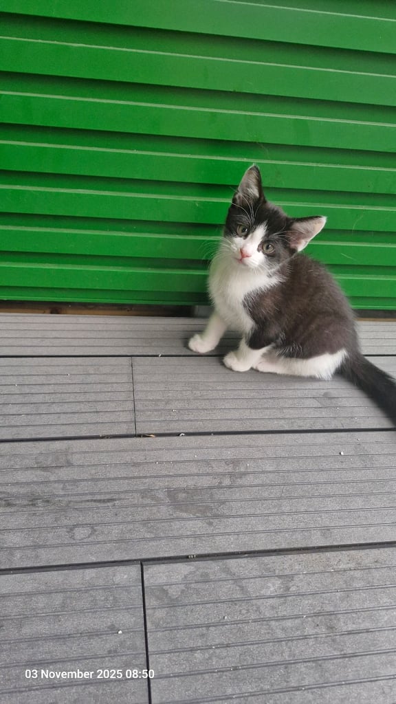 Kittens ready for adoption - 2 already reserved 