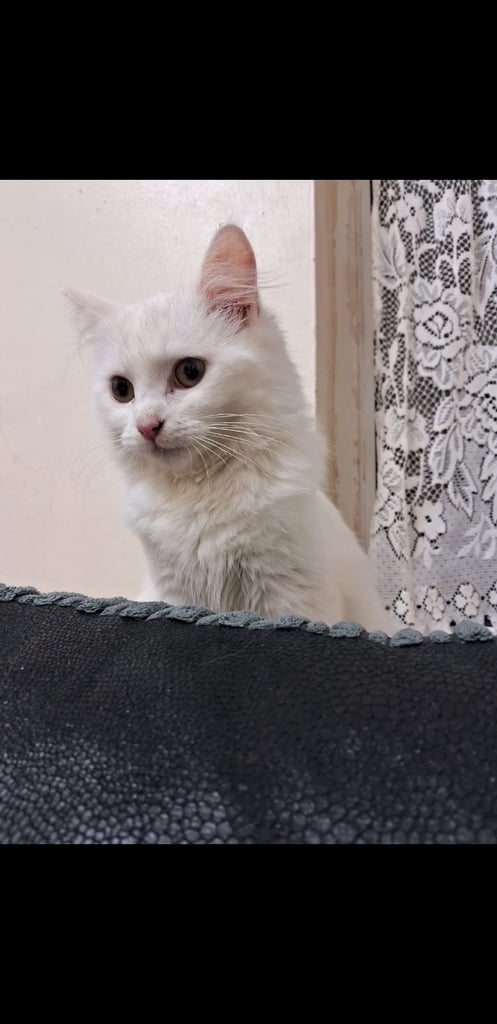Stunning turkish angora cat