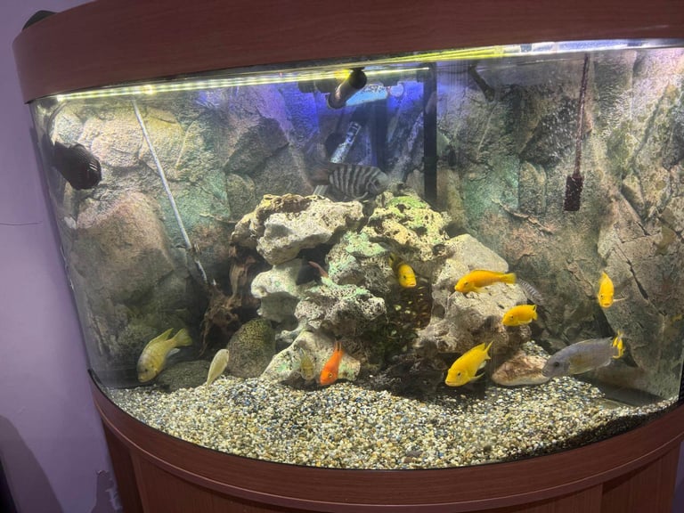 Corner Aquarium with Fish