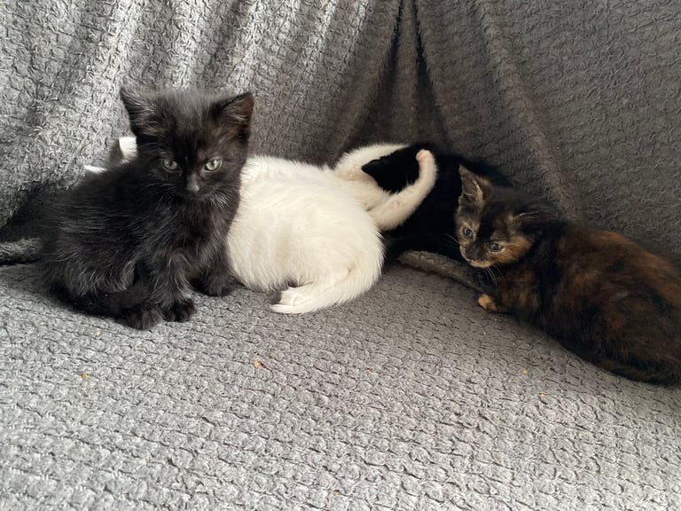 fluffy kittens