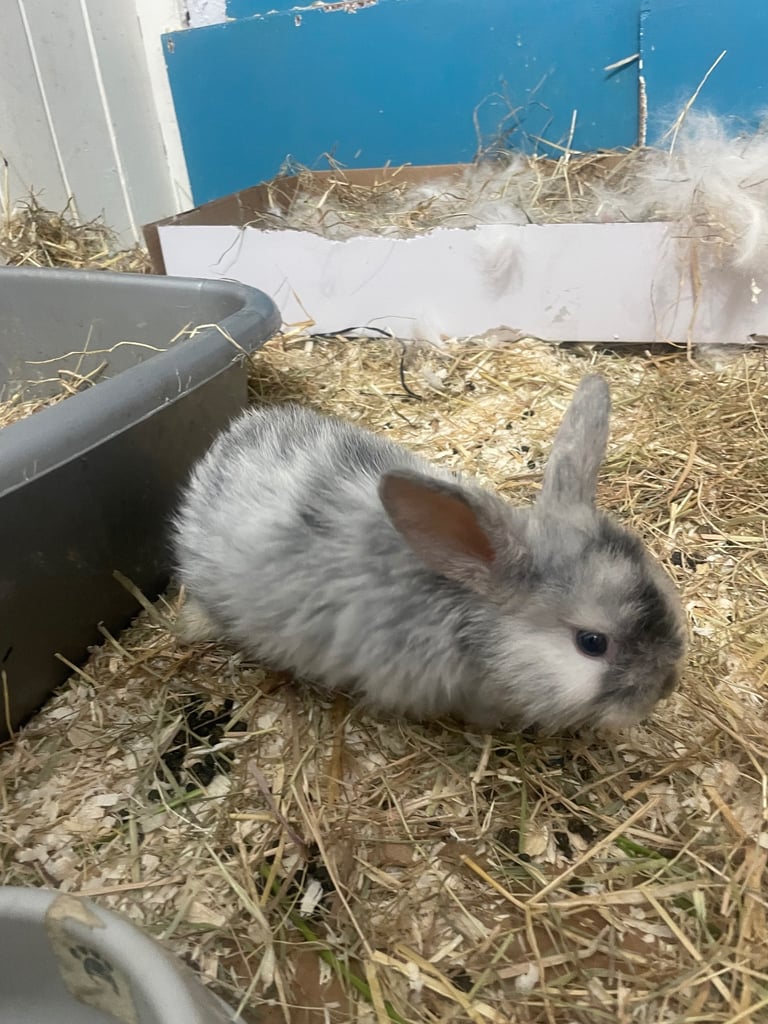 Bunnys ready to leave now 