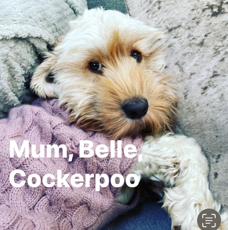 Beautiful, rare colours, cockapoo puppies 