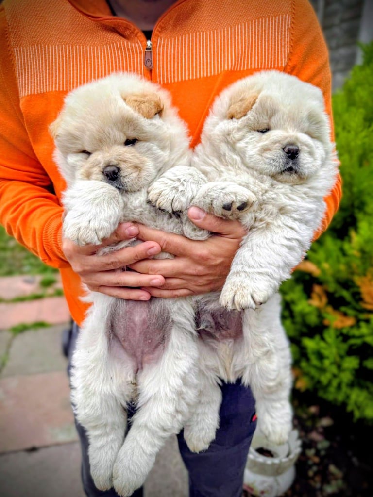 Amazing chow chow!