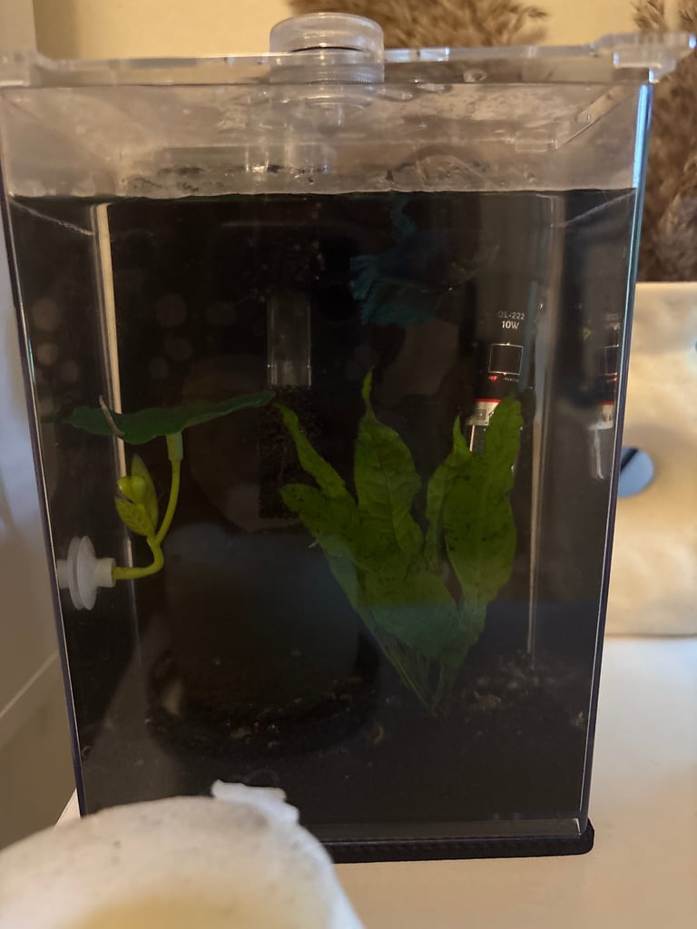 Fish tank & betta fish 