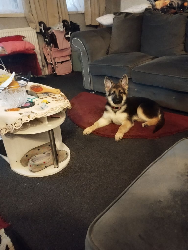 German shepherd puppy 