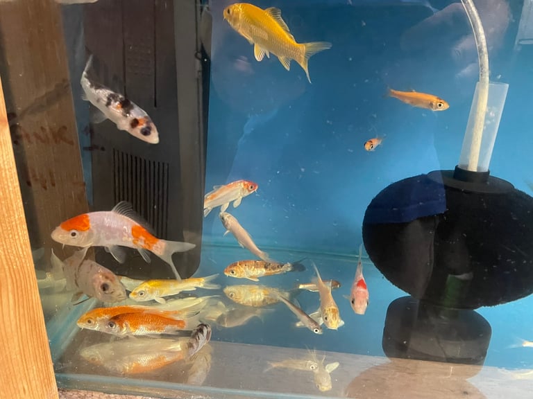 Assorted Koi and Goldfish