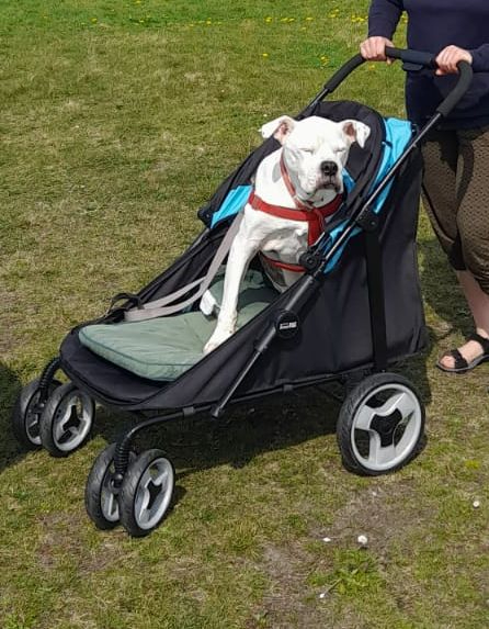 The Mamut Dog Stroller by Innopet (XL holds up to 50k) 