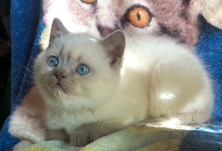 Gorgeous Colourpoint BSH kittens 