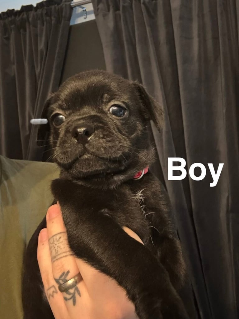Pug puppies for sale