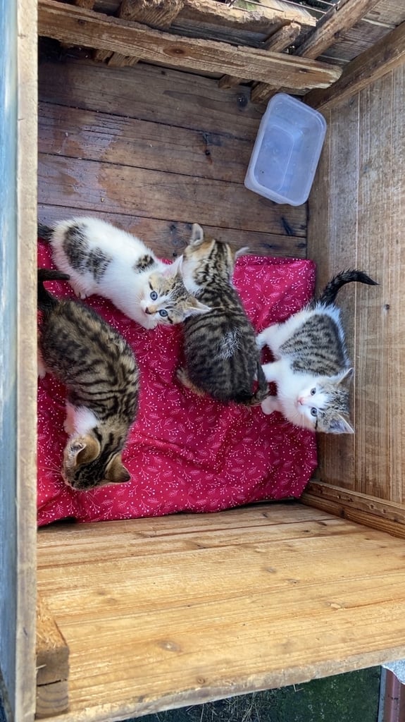 8 week old kittens 