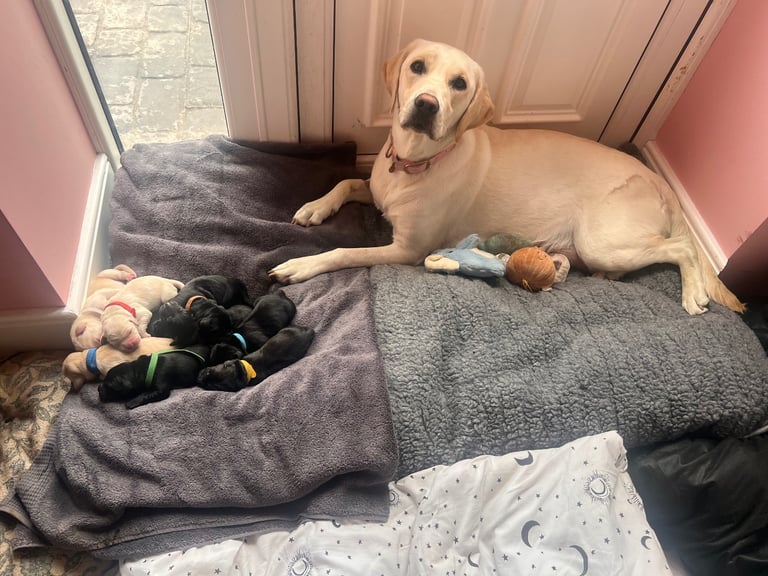 Perfect, High Quality Labrador Puppies  Castlereagh Co Down 