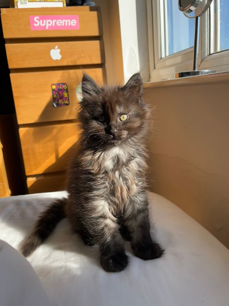 Now sold.  TICA black smoke boy looking for a home