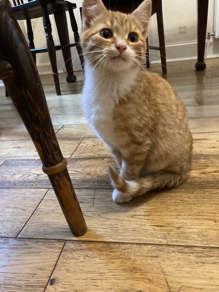 Kittens for Sale
