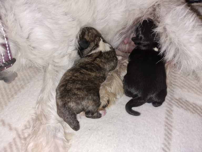Westie x shihTzus 