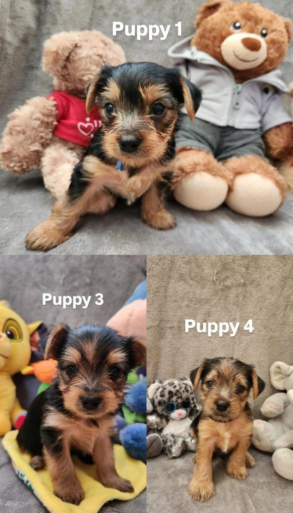 image for 3 beautiful yorkie puppies 