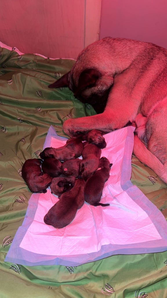 🚨 Exceptional Belgian Malinois Puppies! 🚨