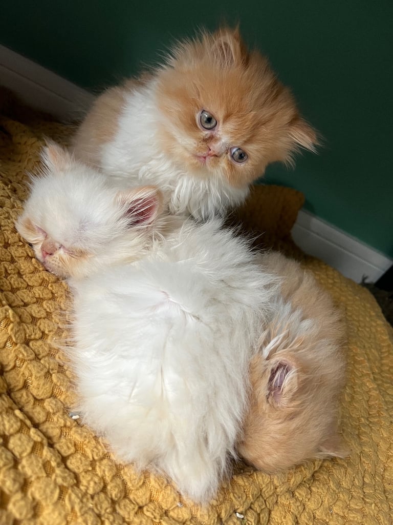 Flame point exotic Persian rare colouring 