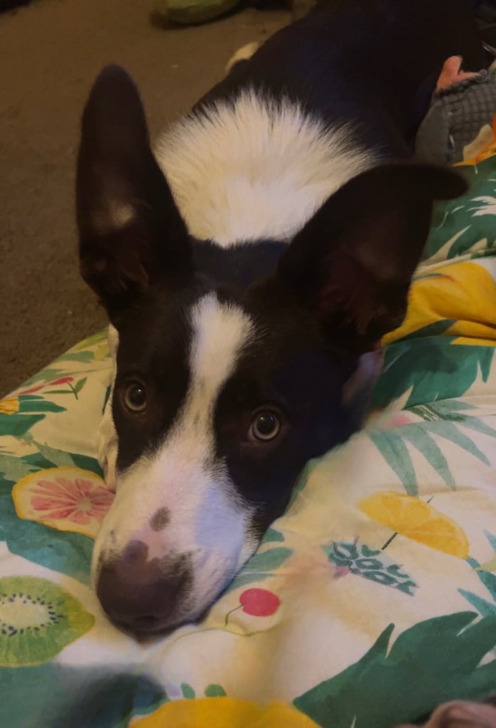 Border collie puppy