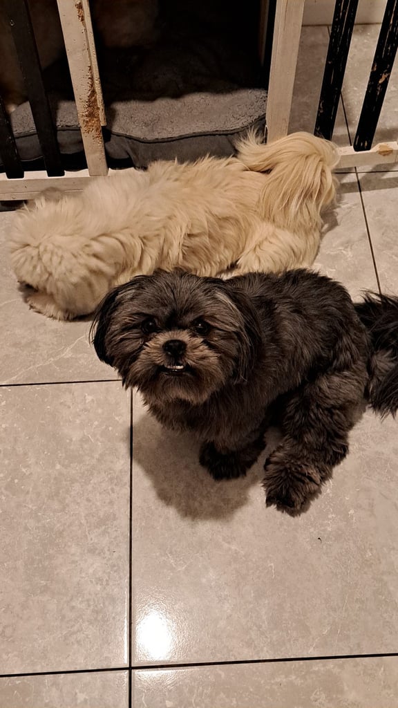 Pending collection Shih tzu x lhaso apso