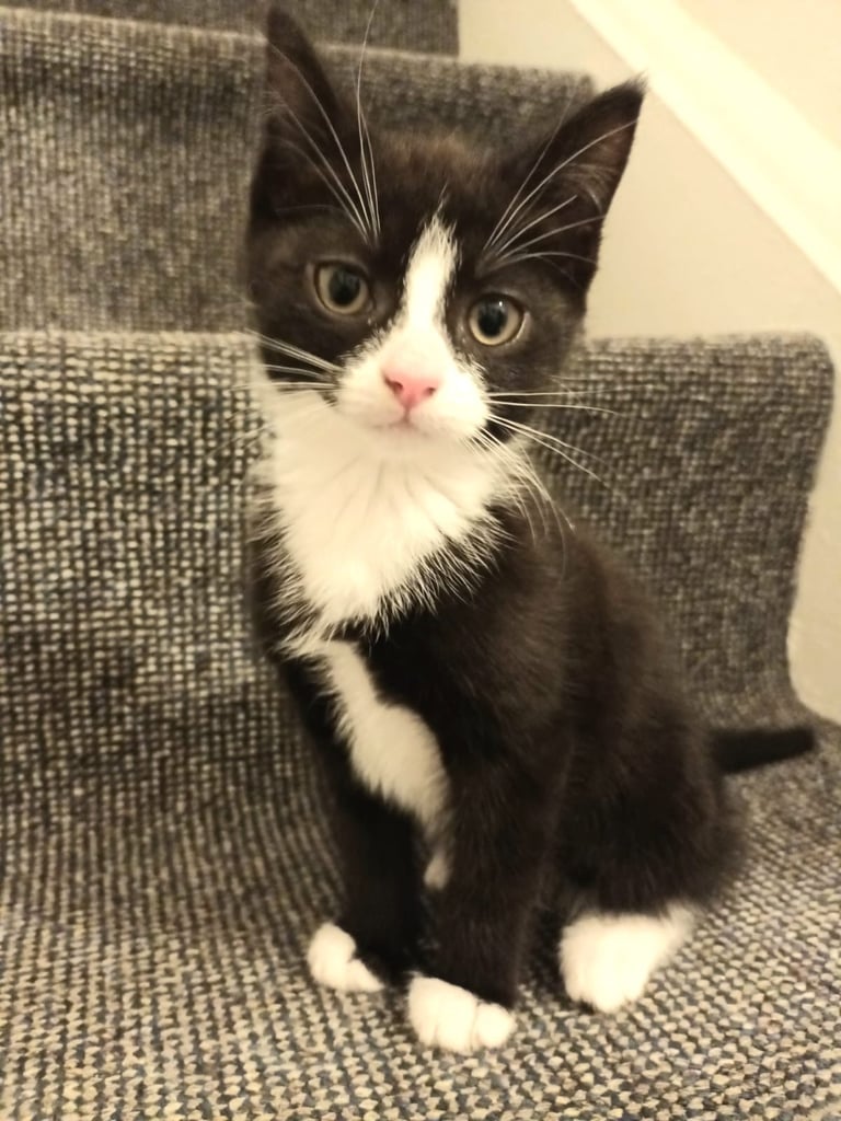 4 kittens for sale!