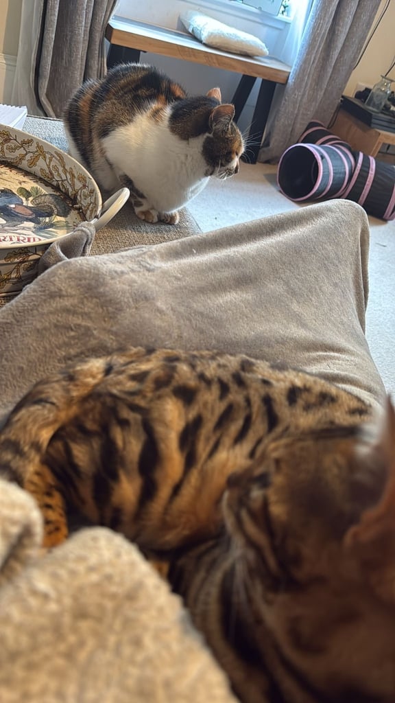 Bengal cat 