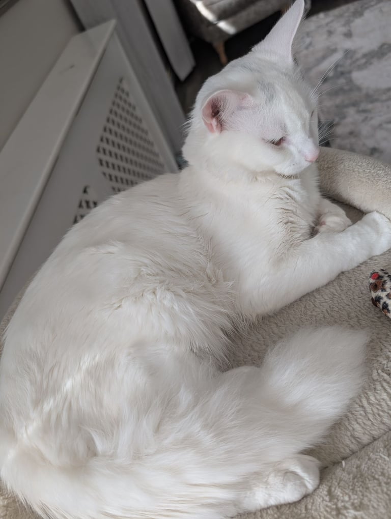Beautiful Siberian white long hair male cat