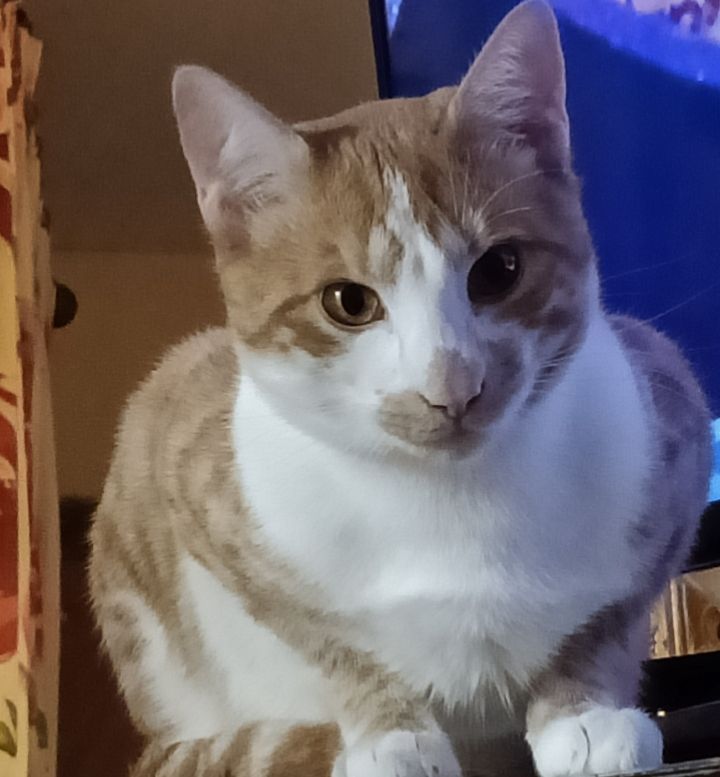 image for Ollie's Ginger & White Bengal X 1 year young cat