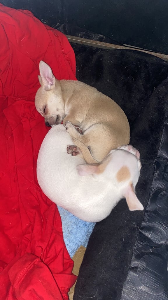 Pedigree Chihuahua puppies 