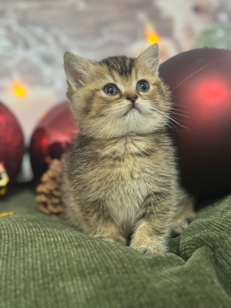 Stunning rare British shorthaired kittens 🥰