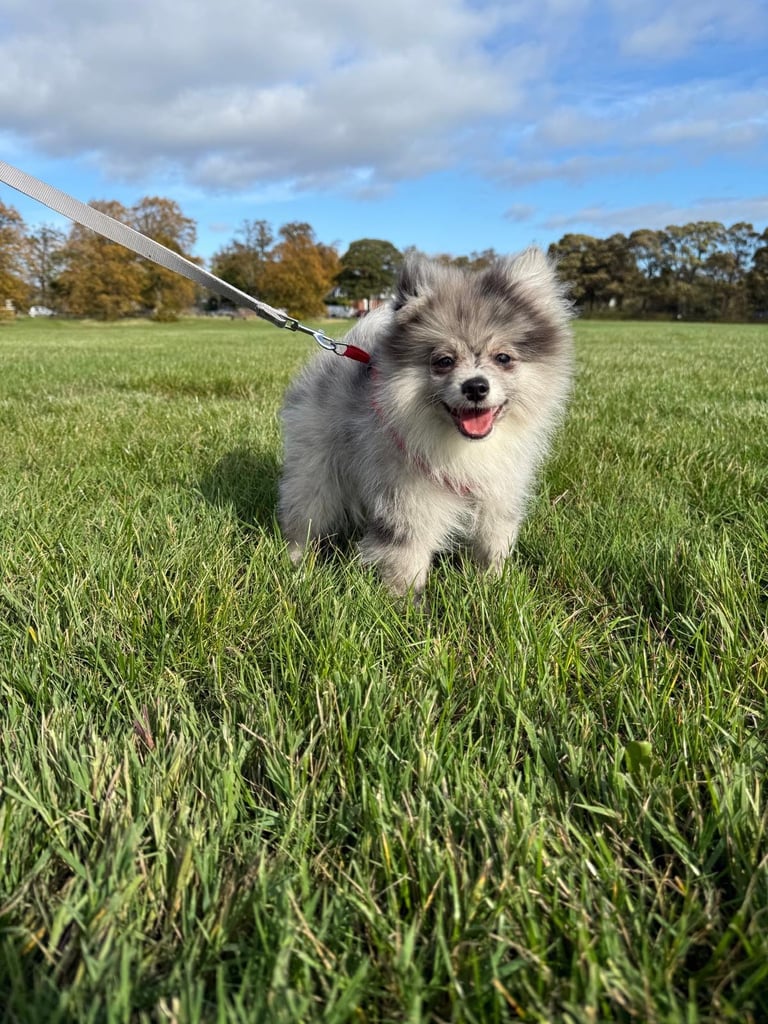 Beautiful Pomeranian Merle Boy