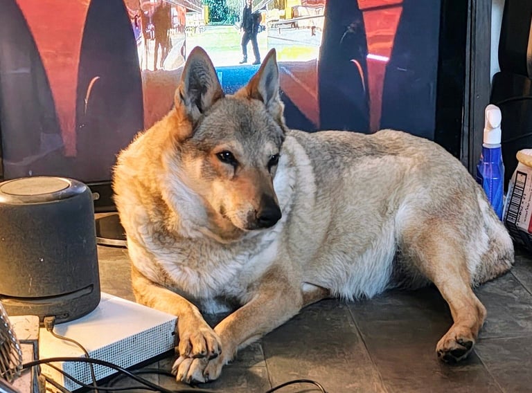 image for Dog/house sitter 