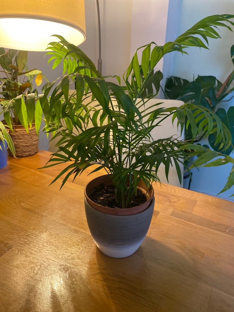 Plants 