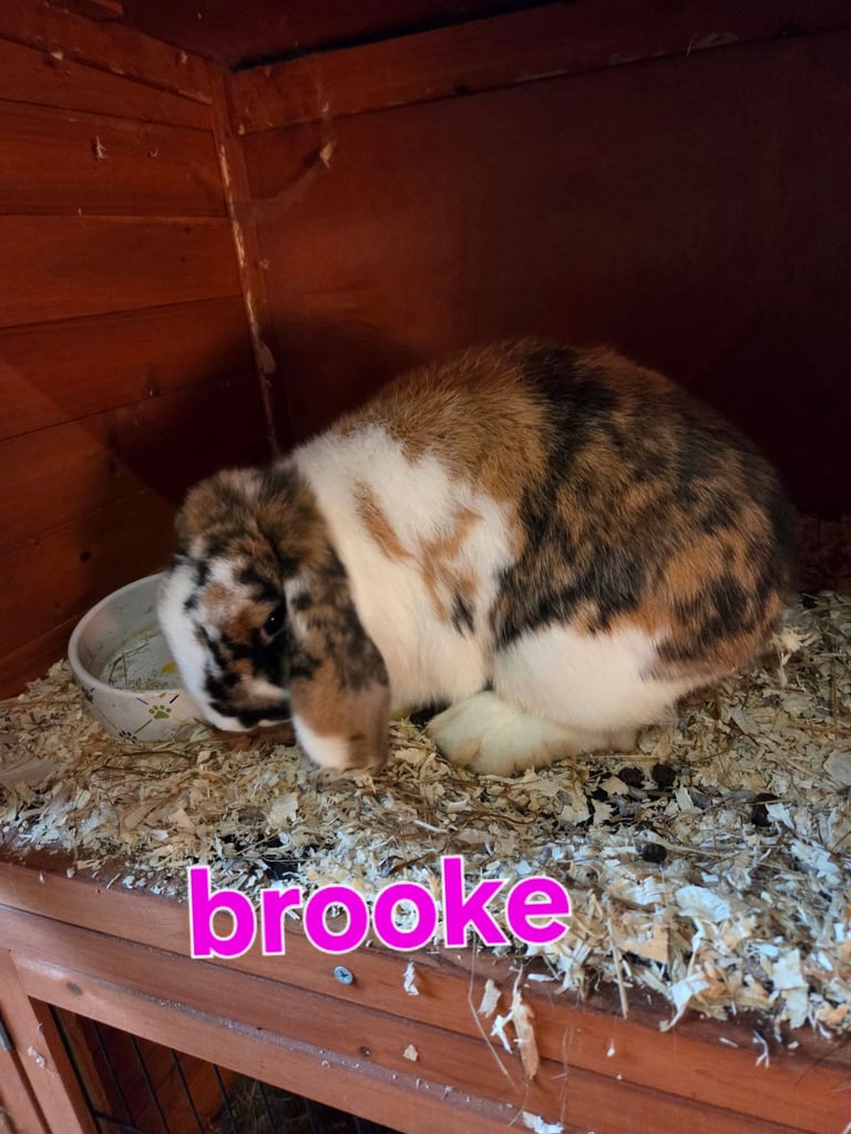 Female mini lops available 